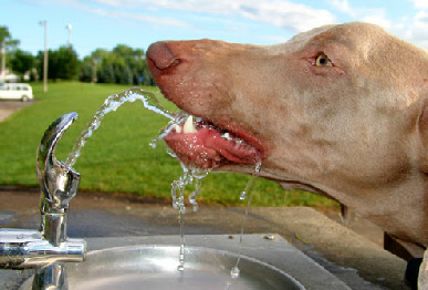 dog_at_water_fountain